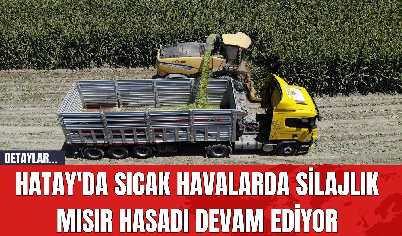 Hatay'da Sıcak Havalarda Silajlık Mısır Hasadı Devam Ediyor