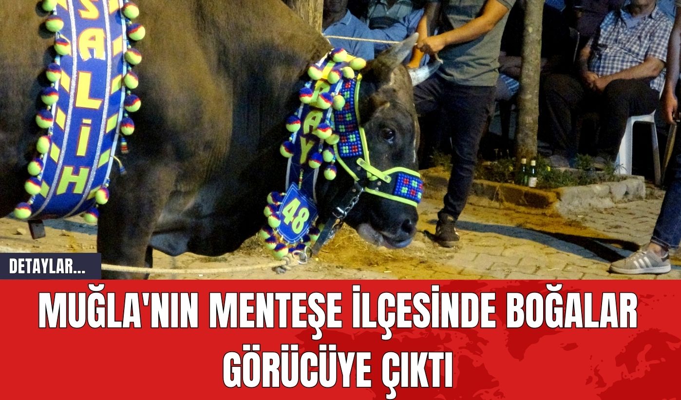 Muğla'nın Menteşe İlçesinde Boğalar Görücüye Çıktı