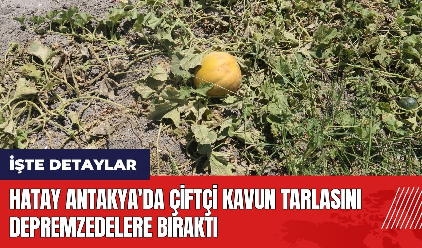 Hatay Antakya'da çiftçi kavun tarlasını depremzedelere bıraktı