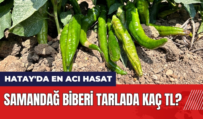 Hatay'da en acı hasat! Samandağ biberi tarlada kaç TL?