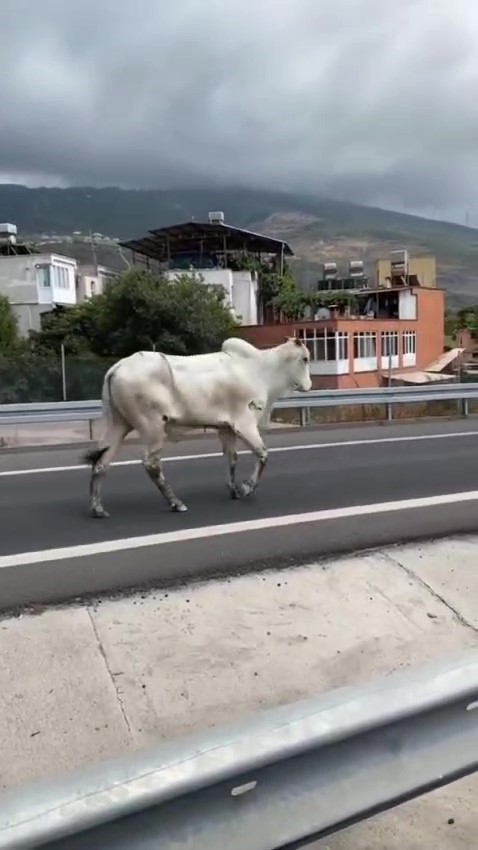 Hatay'da Kaçak Angusun Macerası Denizde Bitti (4)