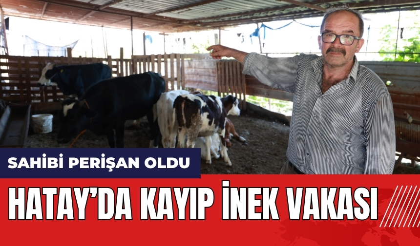 Hatay’da kayıp inek olayı!