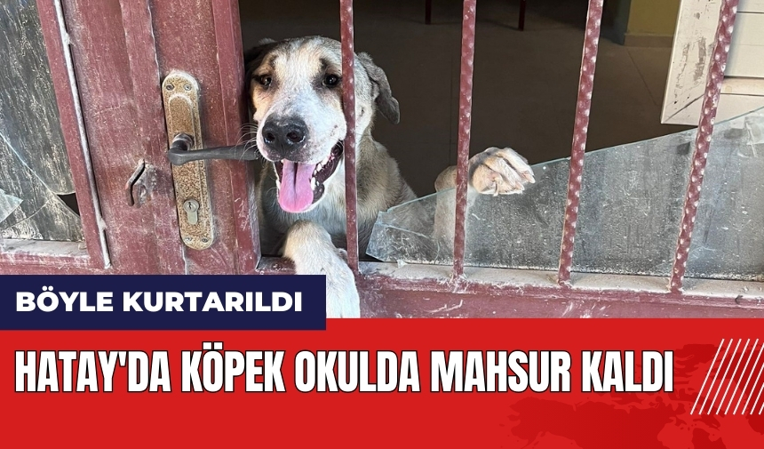 Hatay'da köpek okulda mahsur kaldı