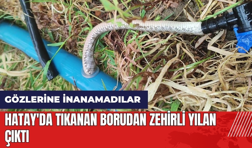 Hatay'da tıkanan borudan zehirli yılan çıktı