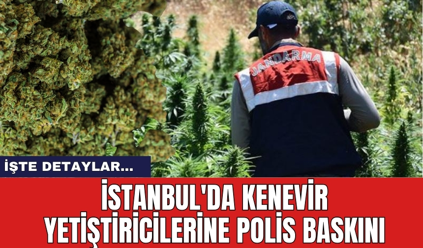 İstanbul'da kenevir yetiştiricilerine polis baskını