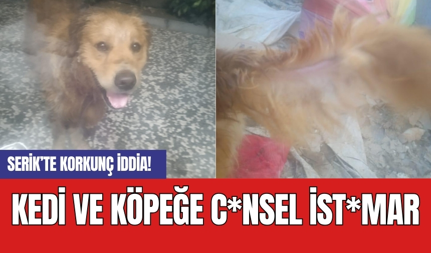 Serik’te korkunç iddia! Kedi ve köpeğe c*nsel ist*mar