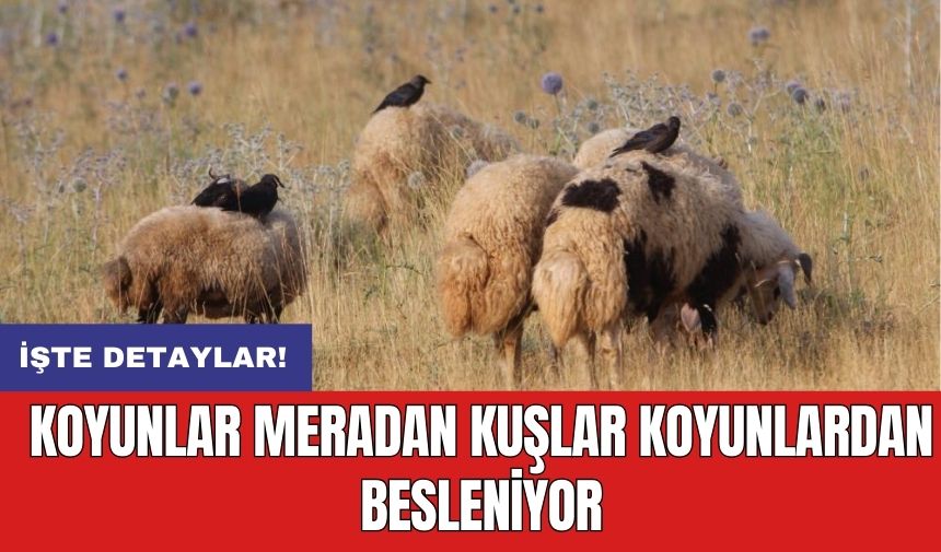 Koyunlar Meradan Kuşlar Koyunlardan Beslendi