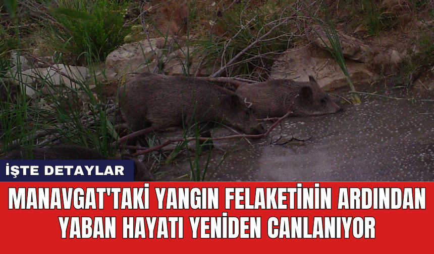 Manavgat'taki yangın felaketinin ardından yaban hayatı yeniden canlanıyor