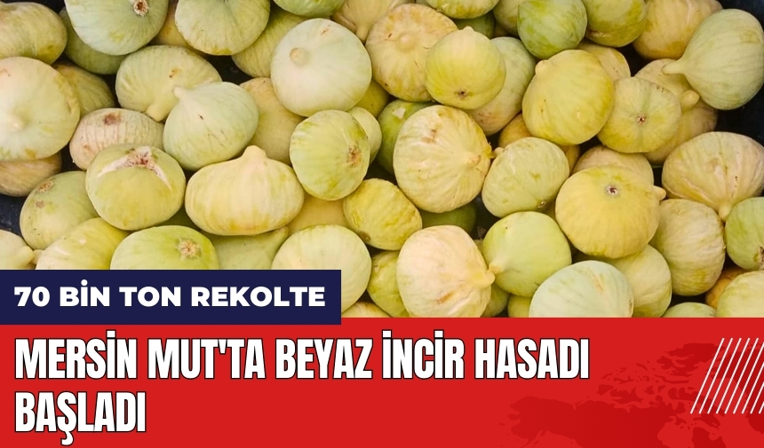 Mersin Mut'ta beyaz incir hasadı başladı