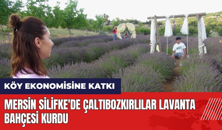 Mersin Silifke'de Çaltıbozkırlılar Lavanta Bahçesi kurdu