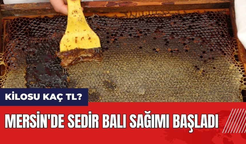 Mersin'de sedir balı sağımı başladı! Sedir balı kilosu kaç TL?