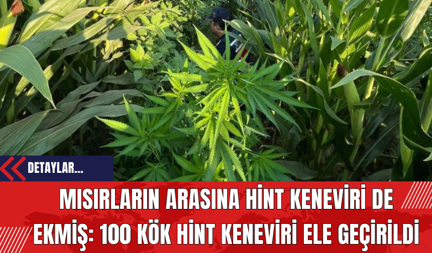 Mısırların Arasına Hint Keneviri de Ekmiş: 100 Kök Hint Keneviri Ele Geçirildi