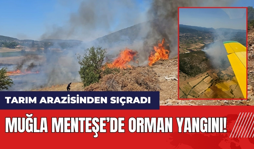 Muğla'da orman yangını! Tarım arazisinden sıçradı