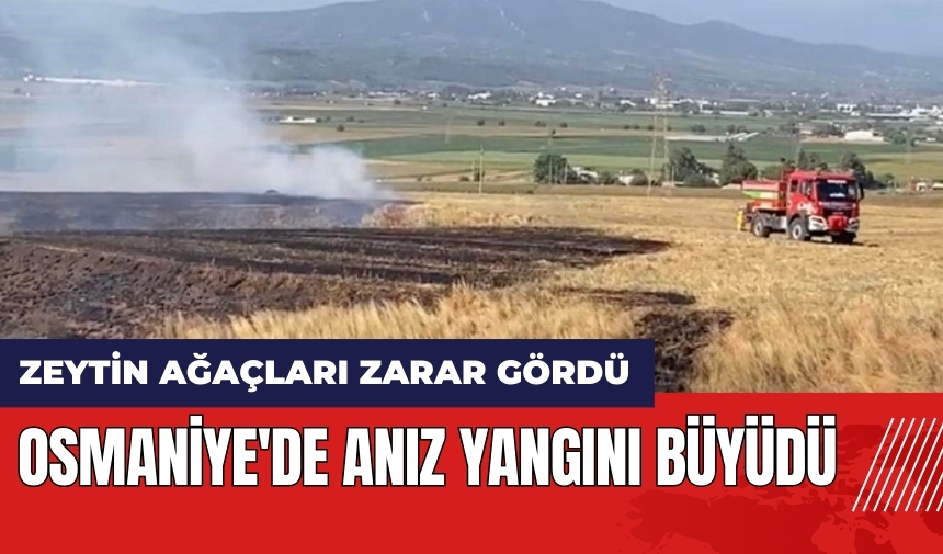 Osmaniye'de anız yangını büyüdü!