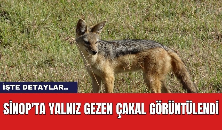 Sinop'ta Yalnız Gezen Çakal Görüntülendi