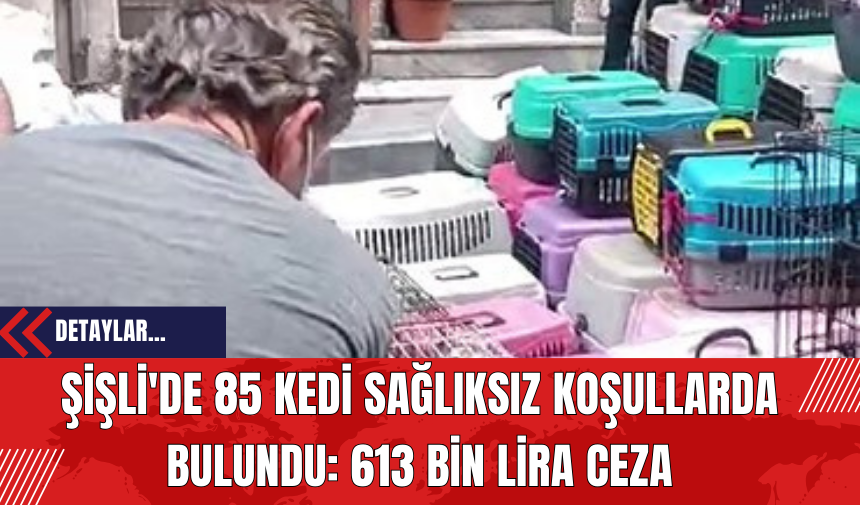 Şişli'de 85 Kedi Sağlıksız Koşullarda Bulundu: 613 Bin Lira Ceza