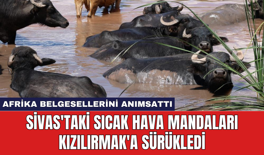 Sivas'taki sıcak hava mandaları Kızılırmak'a sürükledi