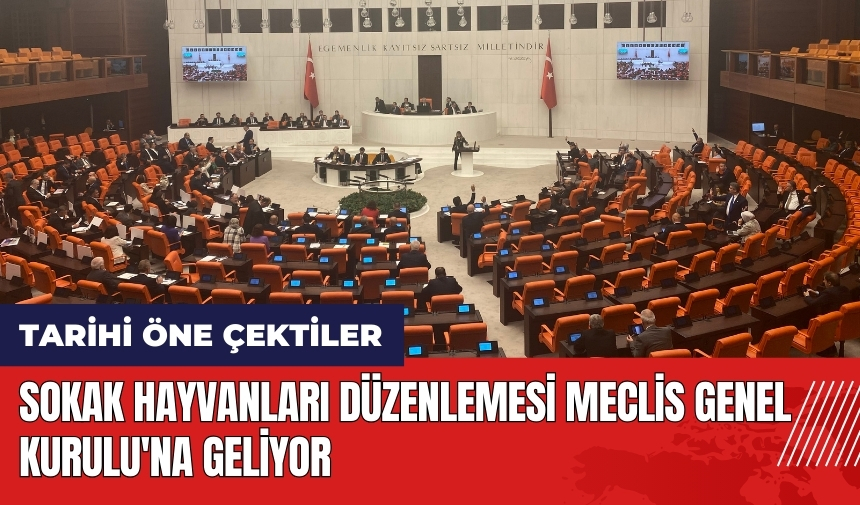 Sokak hayvanları düzenlemesi Meclis Genel Kurulu'na geliyor! İşte tarihi