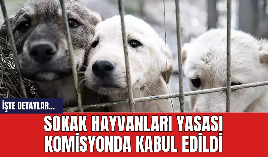 Sokak hayvanları yasası komisyonda kabul edildi