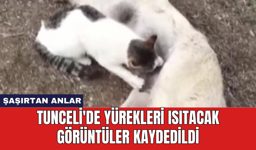 Tunceli'de yürekleri ısıtacak görüntüler kaydedildi