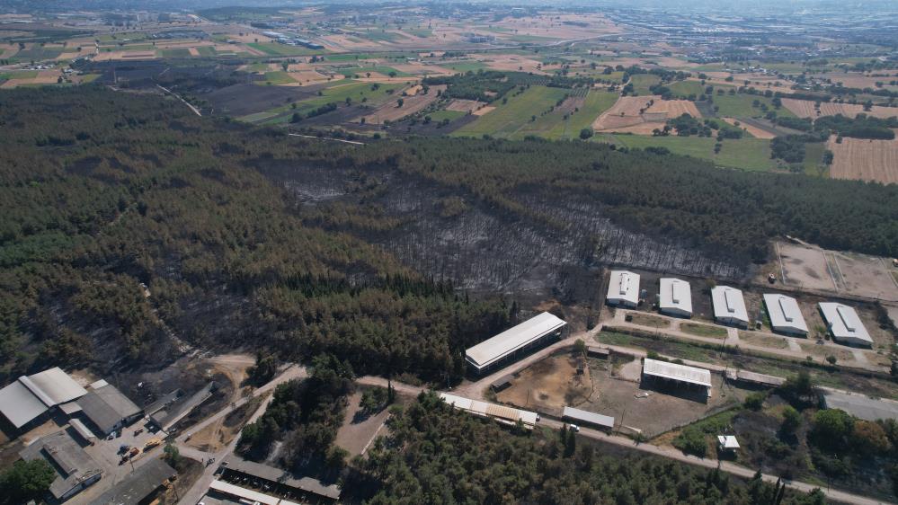 Üniversitenin Küle Dönen Çamla Kaplı Ormanı