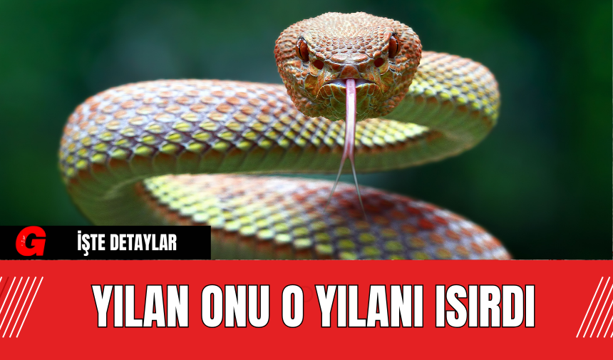 Yılan Onu O Yılanı Isırdı