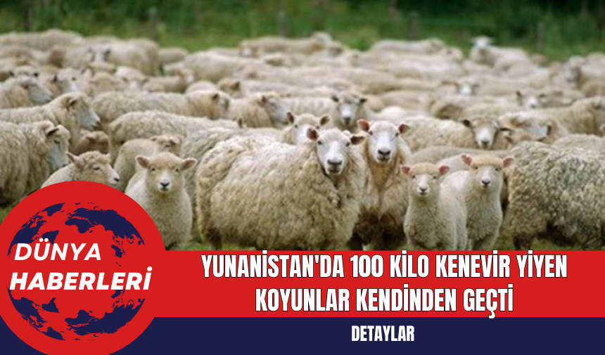 Yunanistan'da 100 Kilo Kenevir Yiyen Koyunlar Kendinden Geçti