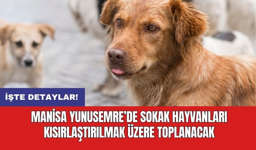 Manisa Yunusemre’de sokak hayvanları kısırlaştırılmak üzere toplanacak