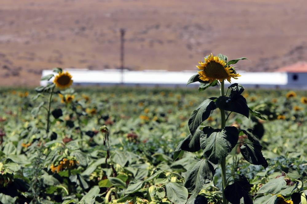 Kayseri'de ayçiçekleri görsel şölen sunuyor