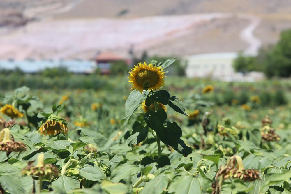 Kayseri'de ayçiçekleri görsel şölen sundu