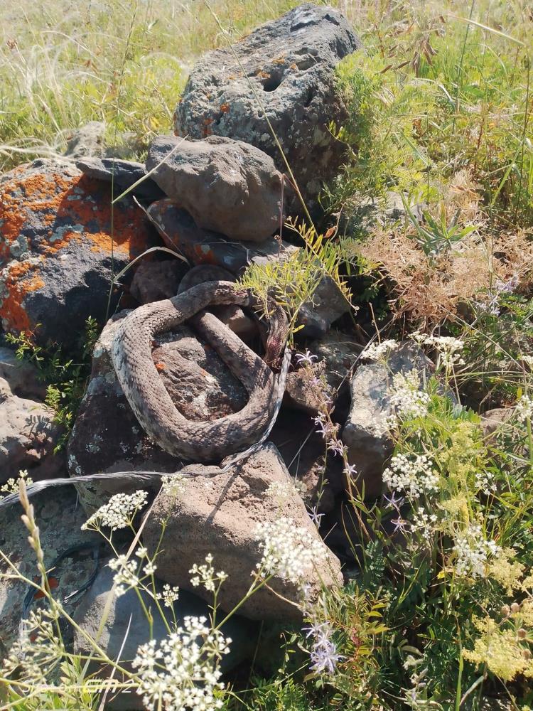 Iğdır'da tekerlek arasına sıkışan 1 metrelik yılan şaşkınlık yarattı