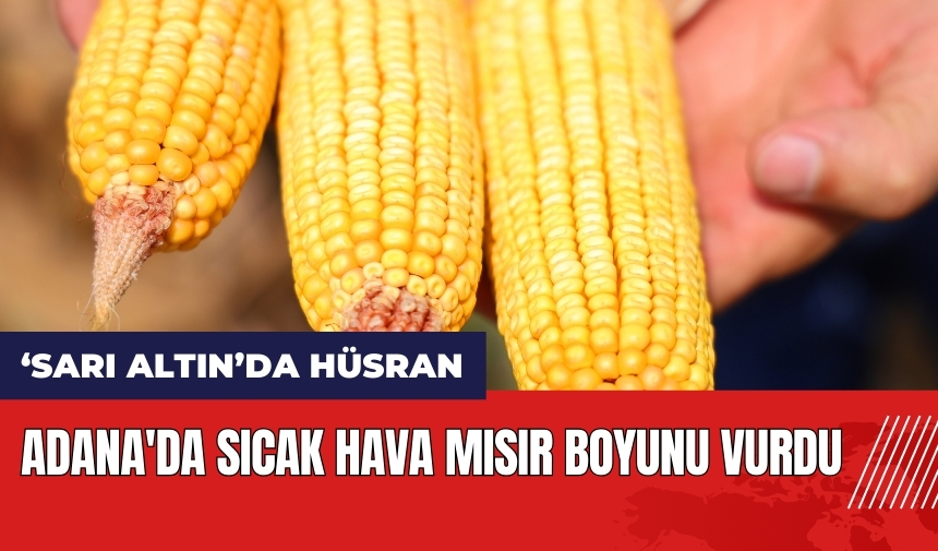 Adana'da sıcak hava mısır boyunu vurdu!