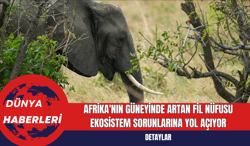 Afrika'nın Güneyinde Artan Fil Nüfusu Ekosistem Sorunlarına Yol Açıyor