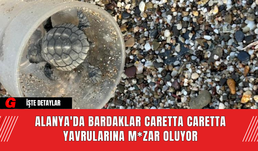 Alanya'da Bardaklar Caretta Caretta Yavrularına M*zar Oluyor