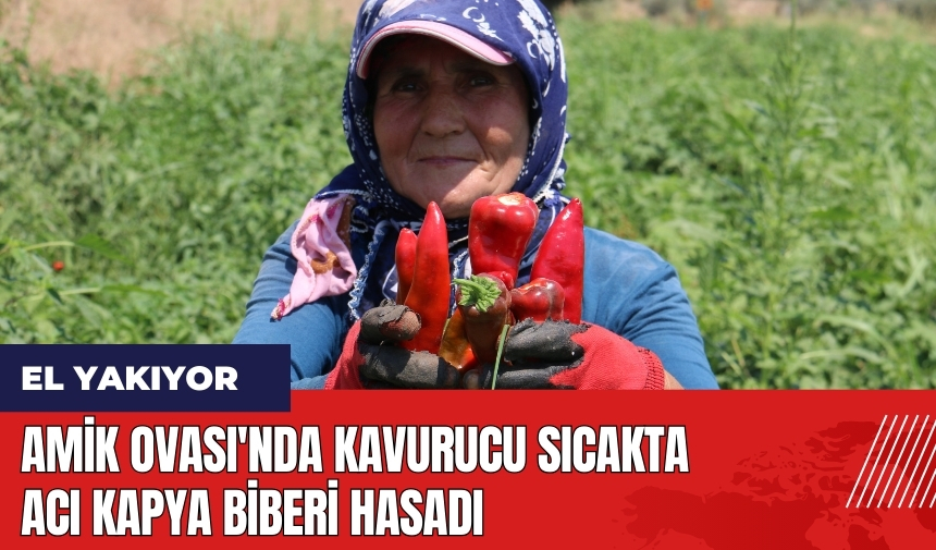 Amik Ovası'nda kavurucu sıcakta acı kapya biberi hasadı