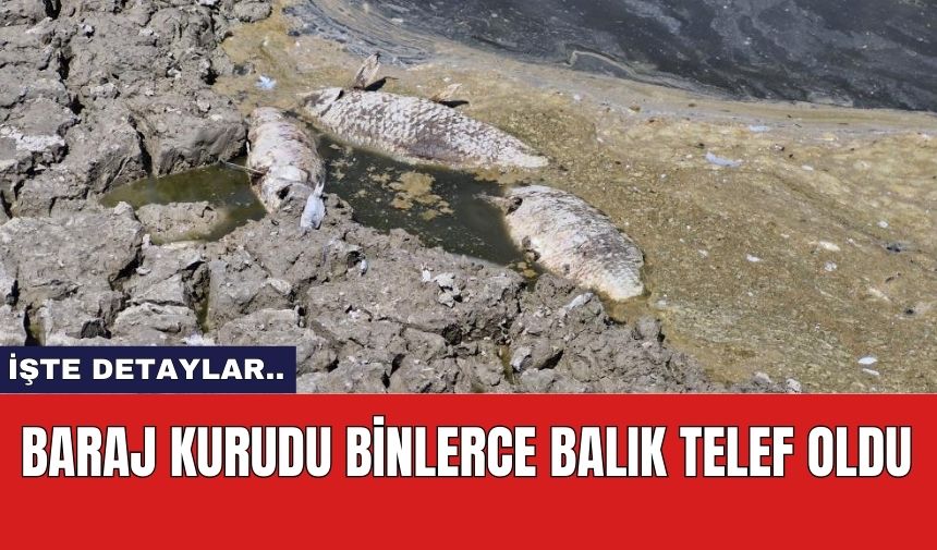 Baraj kurudu binlerce balık telef oldu