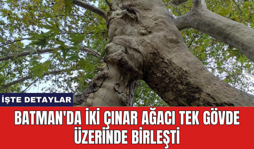 Batman'da iki çınar ağacı tek gövde üzerinde birleşti