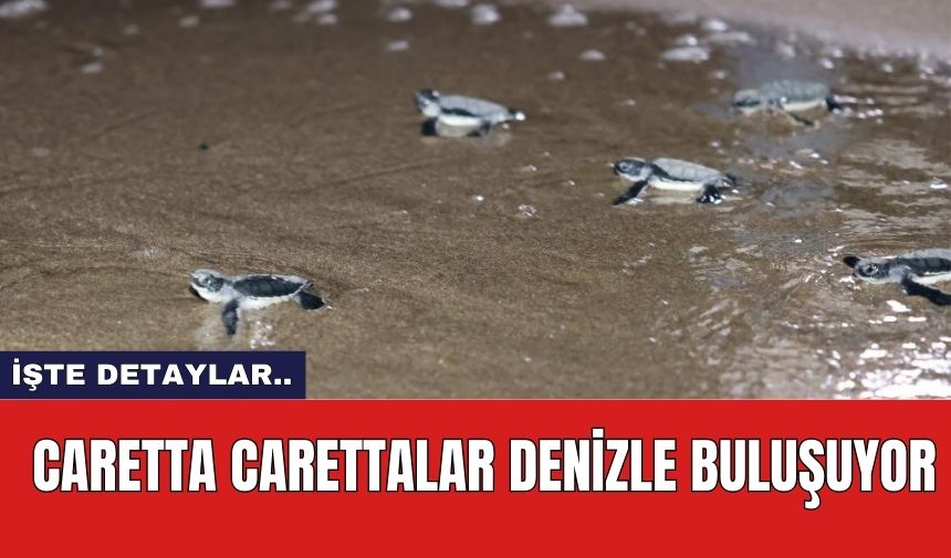 Caretta Carettalar Denizle Buluşuyor