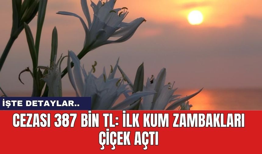 Cezası 387 Bin TL: İlk Kum Zambakları Çiçek Açtı