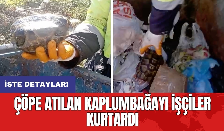 Çöpe atılan kaplumbağayı işçiler kurtardı