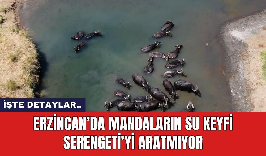 Erzincan’da Mandaların Su Keyfi Serengeti’yi Aratmıyor