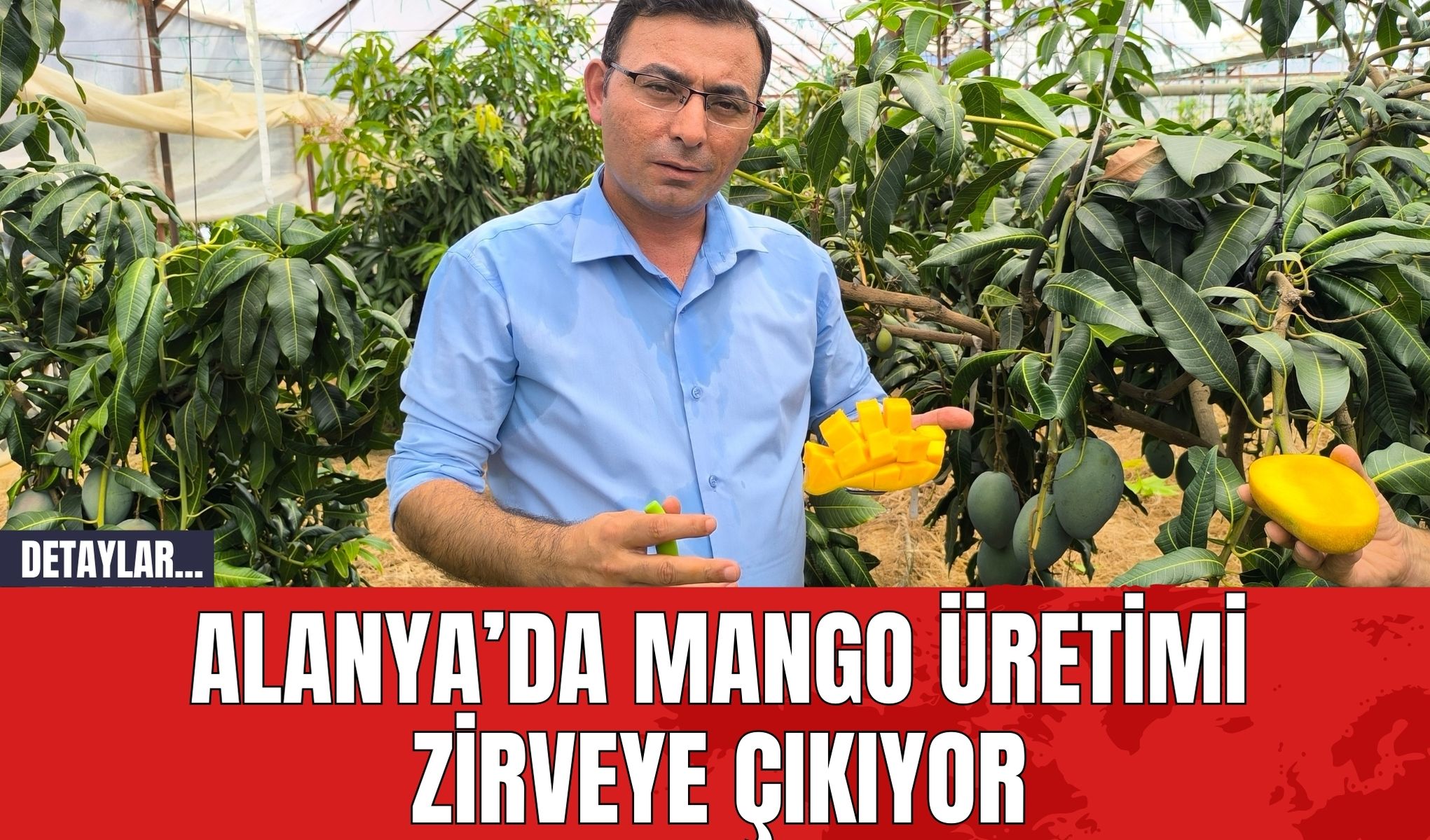 Alanya’da Mango Üretimi Zirveye Çıkıyor