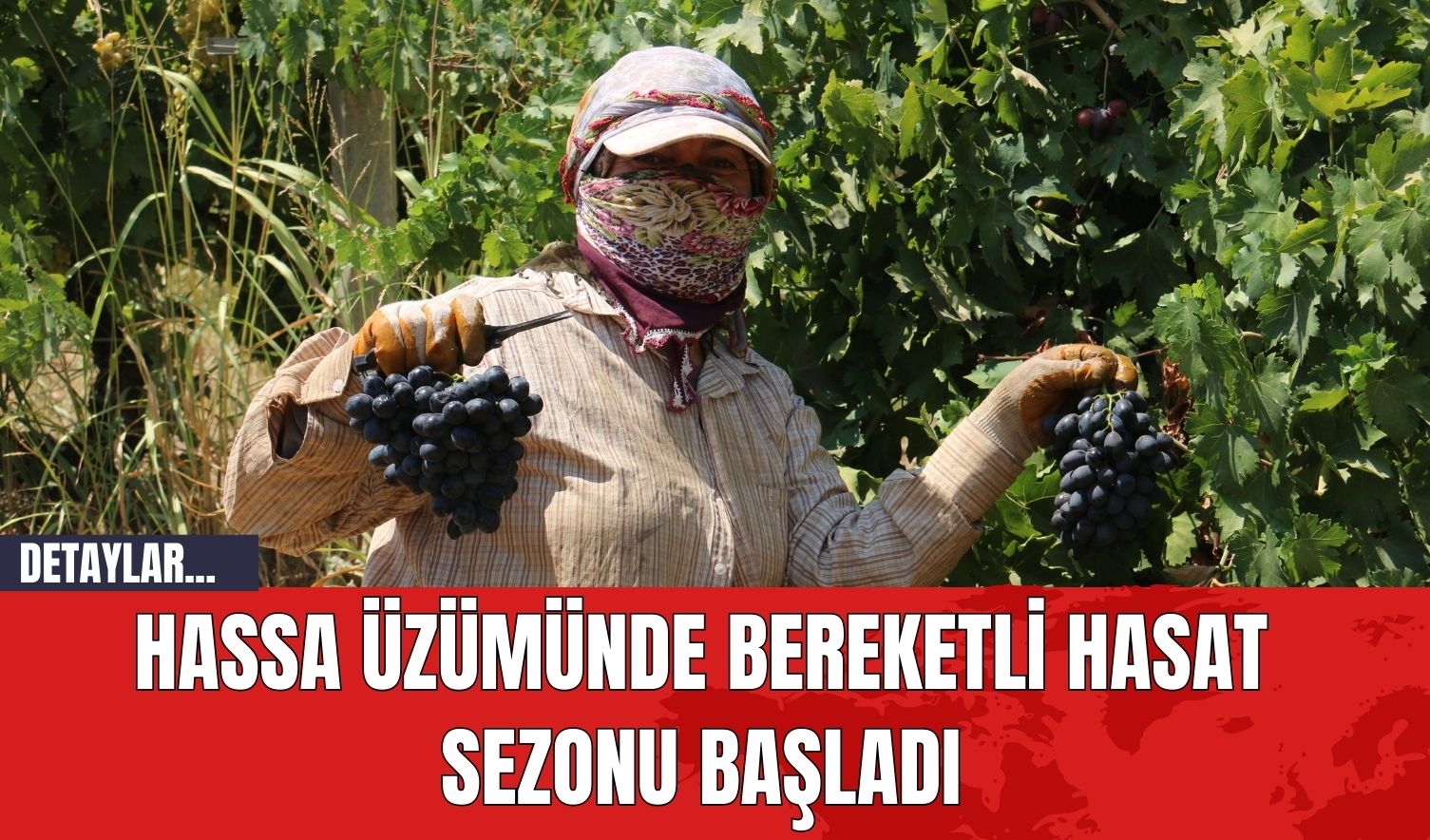 Hassa Üzümünde Bereketli Hasat Sezonu Başladı