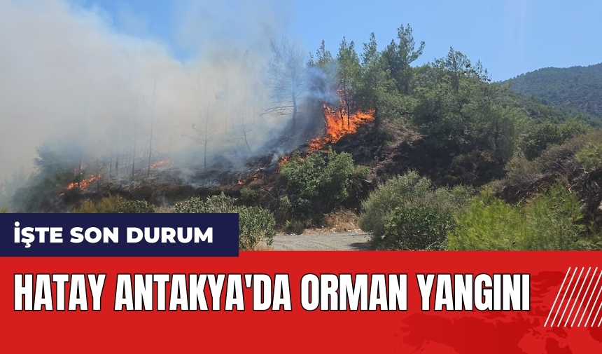 Hatay Antakya'da orman yangını