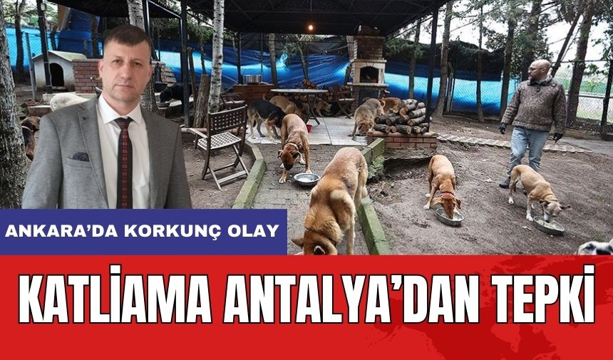 Sokak Hayvanları Katline Antalya'dan Tepki! Ankara ve Niğde'de Korkunç Olay