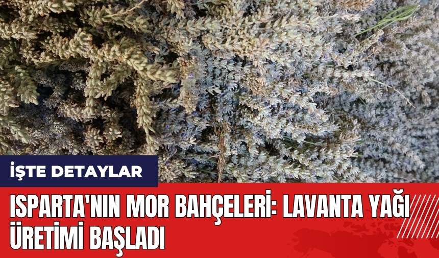 Isparta'nın mor bahçelerinde lavanta yağı üretimi başladı