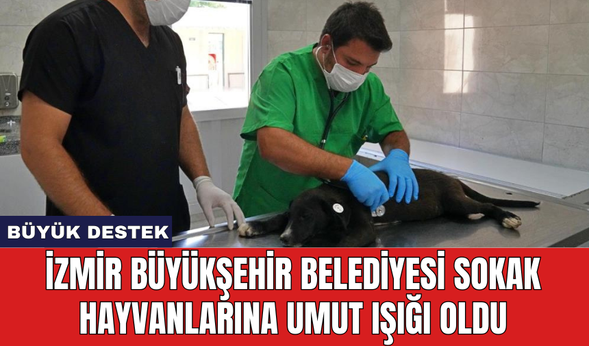 İzmir Büyükşehir Belediyesi sokak hayvanlarına umut ışığı oldu