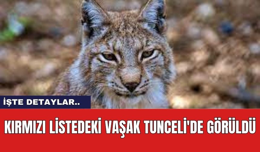 Kırmızı Listedeki Vaşak Tunceli'de Görüldü