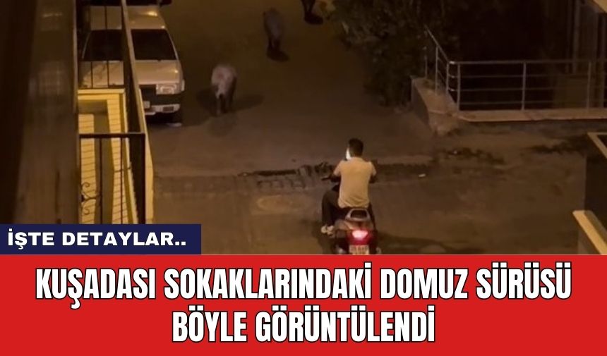 Kuşadası sokaklarındaki domuz sürüsü böyle görüntülendi