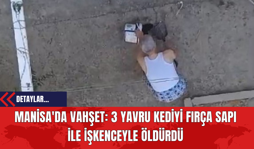 Manisa'da Vahşet: 3 Yavru Kediyi Fırça Sapı İle İşkenceyle Öldürdü